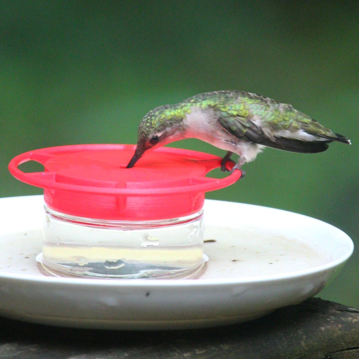 Hummingbird feeder - Image 2