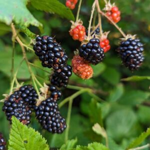 Blackberry Time